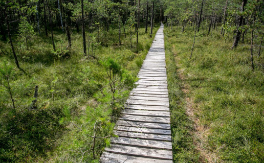 8_varnikiu-botaninio-zoologinio-draustinio-pazintinis-takas-5d611c3a58169_VSTT_L (5).jpg